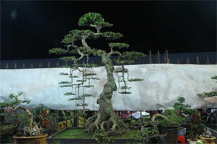 Khu chợ này nổi tiếng với nhiều cây cảnh đẹp, có giá trị.