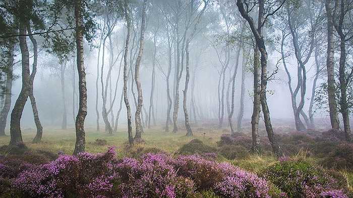 Khu rừng có những thảm hoa tím xinh đẹp ở Stanton Moor, Peak District, Anh.