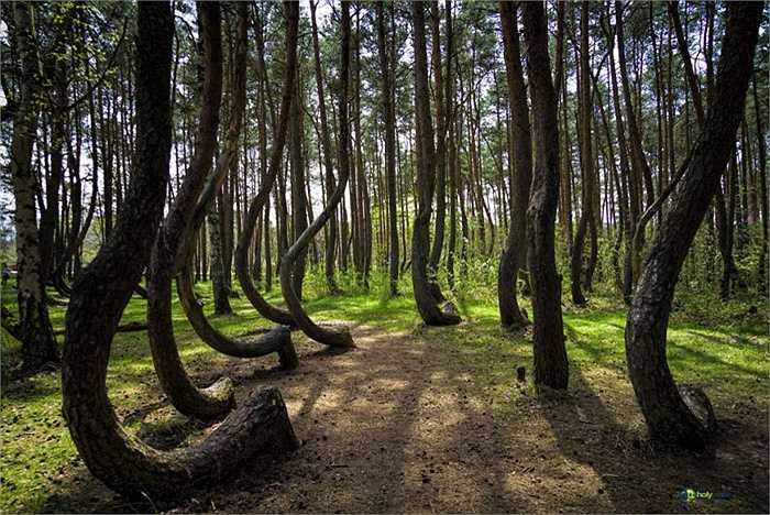 Khu rừng kỳ lạ Crooked Forest ở Ba Lan nổi tiếng với những cây họ thông có thân mọc cong cong như lưỡi câu tạo nên khung cảnh vô cùng ấn tượng.