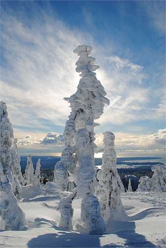 Rừng cây bị đông cứng bởi băng tuyết tạo thành những hình dáng ma quái trên núi Seymour, British Columbia 