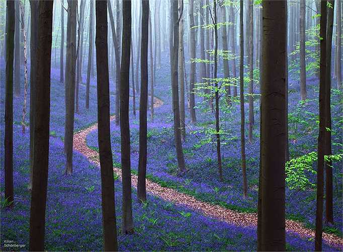 Rừng Hallerbos ở Bỉ trải màu xanh tím mộng mơ của loài hoa chuông xanh dưới chân những cây sồi sừng sững tạo nên khung cảnh nên thơ, lãng mạn.
