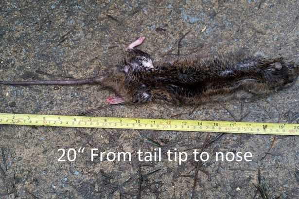 Nhà nghiên cứu Justin Holloway khẳng định một loài chuột khổng lồ đã được tìm thấy tại vùng Swindon, Wilshere, Vương quốc Anh. Chúng có thể dài tới 20 inch và khả năng phá hoại hơn nhiều lần so với các loài chuột thông thường.