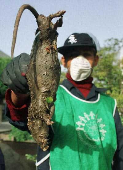 Cục môi trường Tehran, Iran đang phải điều các đội lính bắn tỉa đi tiêu diệt những con chuột khổng lồ đang chạy loạn khắp 26 quận của thành phố.