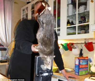 Người dân phải rất vất vả để đánh bẫy chúng