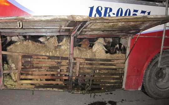 xe khách, quá tải, làm chuồng, chở cừu, Quảng Bình