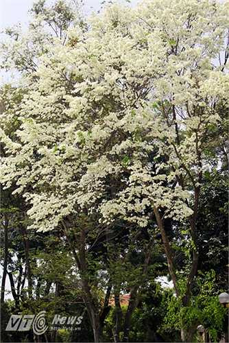Hoa trắng như những bông tuyết khiến lòng người ngỡ mùa đông còn vương vấn đâu đây.