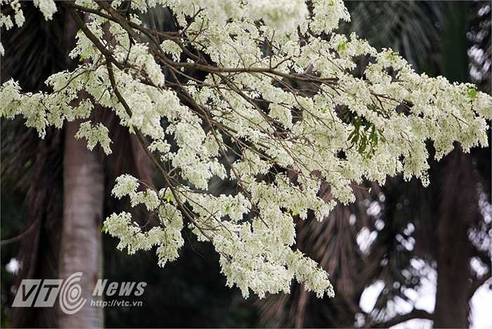 Nó lôi cuốn mọi ánh nhìn.