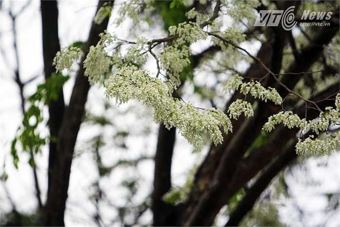 Hoa sưa tự dạng chùy, mọc ở nách lá. Hoa có đài hợp và thơm.