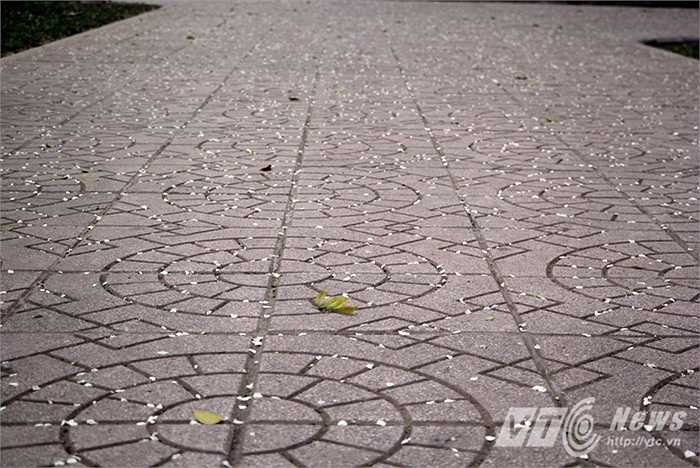 Hoa sưa chỉ nở khoảng 1 tuần là rụng hết. Đứng dưới gốc sưa những ngày hoa nở và rụng cánh, ngỡ như tuyết rơi.