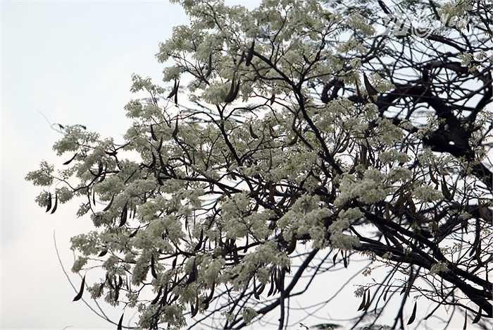 Hoa sưa lẫn vào những cành phượng vừa trải qua một mùa đông không lá.