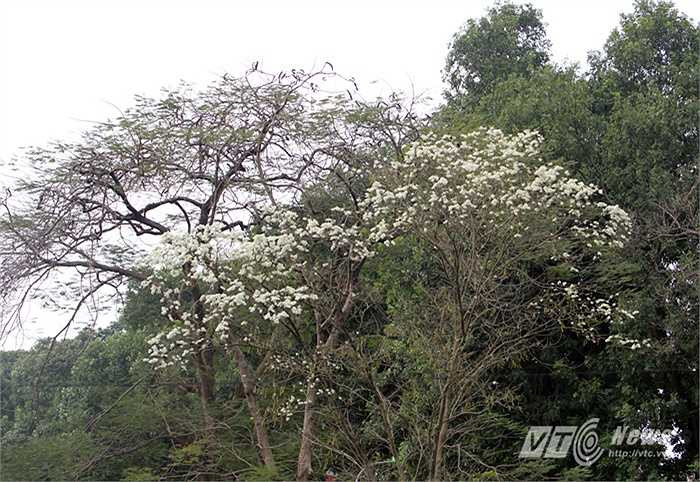 Hà Thành (thực hiện)
