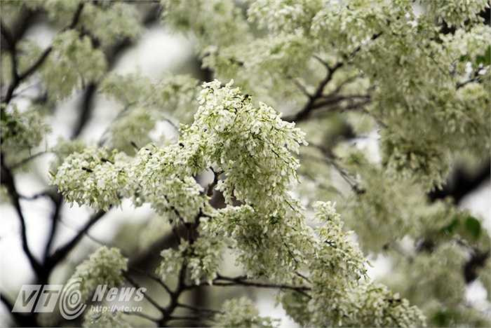 Cũng bởi vậy, hoa sưa còn được gọi là hoa tuyết hay hoa anh đào của miền nhiệt đới