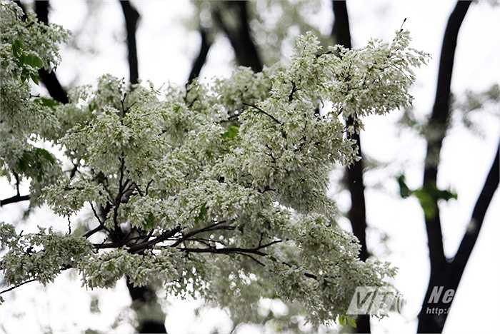 Hoa sưa nở theo chùm dài, tinh khôi và e ấp như nụ cười của người thiếu nữ.