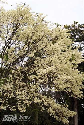 Ở Hà Nội, hoa sưa được trồng ở nhiều nơi như Công viên Lê Nin, Công viên Thống Nhất, đường Thanh Niên, Đường Điện Biên Phủ, Đường Phan Đình Phùng, Đường Láng...