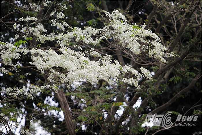 Vào tháng Ba hoa nở, sưa nổi bật hơn bất cứ loại cây nào.