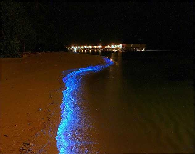 Những sinh vật này phát sáng khi bị kích thích bởi những cơn sóng biển.