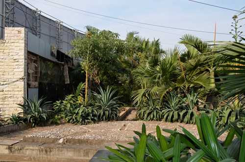 Cảnh hoang tàn, rậm rạp ở Chợ Sắt Hải Phòng. 