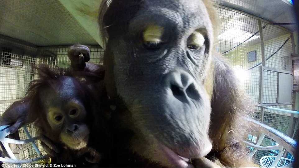 Video, ảnh: Đười ươi chụp ảnh 'tự sướng' như người