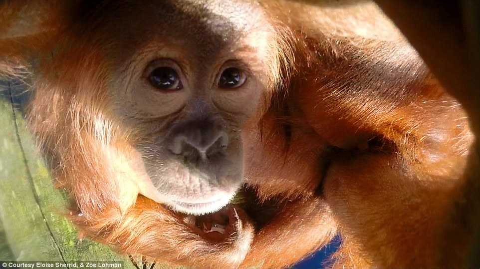 Video, ảnh: Đười ươi chụp ảnh 'tự sướng' như người