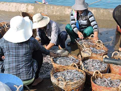 Ngư dân, Lý Sơn, trúng "lộc biển", đầu năm, Tết Ất Mùi