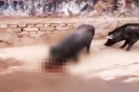 Cảnh đau lòng: Lợn hoang ăn thịt bé sơ sinh bị bỏ rơi