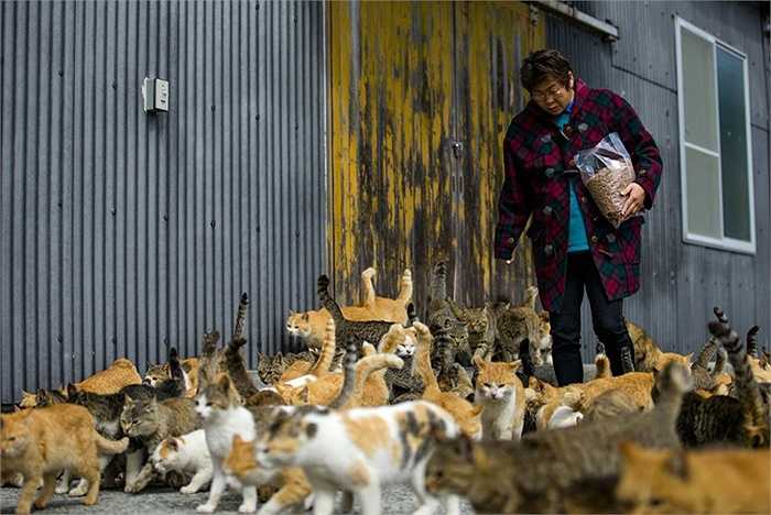 Người phụ nữ bị đàn mèo bao vây
