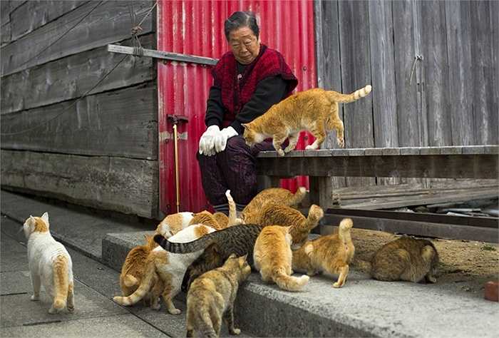 Người phụ nữ ngồi ngắm đàn mèo ăn