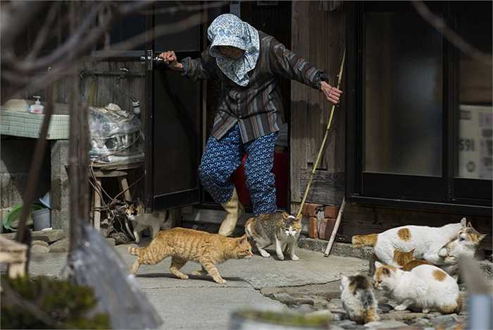 Một người phụ nữ xua đàn mèo ra khỏi cửa nhà