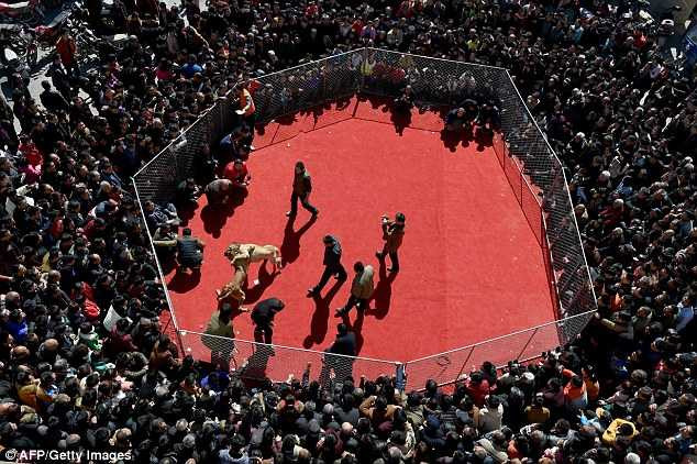 Những màn tử chiến rợn người của chó chọi