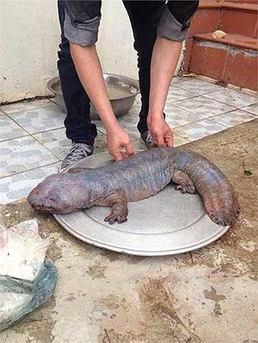 Mới đây, sự việc một thanh niên ở Vĩnh Phúc bắt được con vật có hình thù kỳ quái gây xôn xao bàn tán trên mạng. Do không biết đó là con gì nên có người cho rằng nó là 'quái thú' bởi nhìn bên ngoài, nó giống quái vật trong phim John Carter dù không có răng nanh. Ảnh: Facebook Tùng Anh 