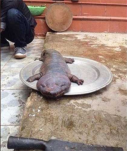 Tuy nhiên, nếu xem xét kỹ thì con vật có ngoại hình lạ trên có thể là một con kỳ giông, là loài vật đang có nguy cơ bị tuyệt chủng và cần được bảo vệ. Ảnh: Facebook Tùng Anh