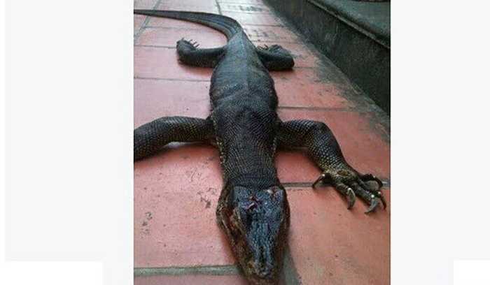 Tháng 12/2014, ảnh một con vật kỳ lạ trông như kỳ đà lai cá sấu được bắt ở Bắc Giang cũng thu hút sự chú ý của nhiều người. 'Quái vật' nặng hơn 18kg, được đồn đoán là một con kỳ đà khổng lồ, song cũng có ý kiến cho đó là rồng đất Komodo. Ảnh: Facebook Hà Quang Minh.
