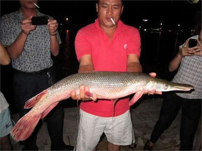 Năm 2012, sự việc anh Trần Văn Hạnh (trú tại khối 7, phường Hà Huy Tập, TP Vinh) câu được một con cá lạ có thân hình tròn, dài, phần đầu rất khác giống như đầu cá sấu, có răng sắc nhọn trong hồ cũng khiến mọi người xôn xao bàn tán. Ảnh: Zing.