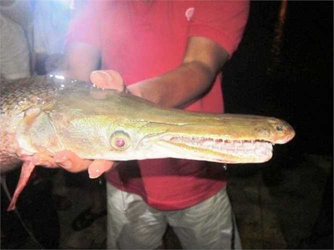 Vì ngoại hình lạ nhiều người ít biết, nhưng có thông tin cho rằng đó có thể là loại cá hỏa tiễn, cá nước ngọt có nguồn gốc và phân bố chủ yếu ở vùng Bắc Mỹ, được người dân phóng sinh xuống hồ. Ảnh: Zing