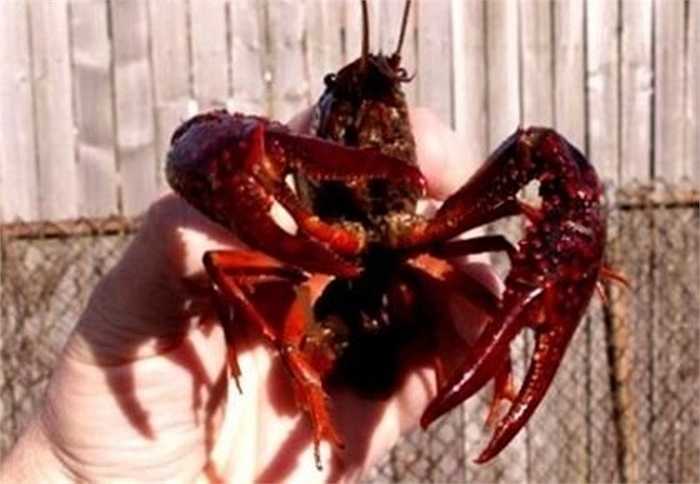 Sự việc tôm hình quái thú từng khá ầm ĩ vào năm 2009. Khi đó một cần thủ vào chợ Bưởi (Tây Hồ, Hà Nội) mua tôm làm mồi câu, đã mua được mớ tôm hình… quái thú. Thủy quái tôm lai cua đã gây xôn xao bàn tán vì nó vừa giống tôm, lại vừa giống cua, lại có cái mũi như đầu châu chấu. Ảnh: An Ninh Thủ Đô.