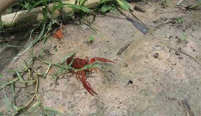 Sự thực thì nó là một con tôm rồng Bắc Mỹ mà một công ty nước ngoài đã nuôi thử nghiệm ở Phú Thọ. Loài tôm này sống dưới nước, song lại đào hang, bò lên bờ như cua. Ảnh: VTC News