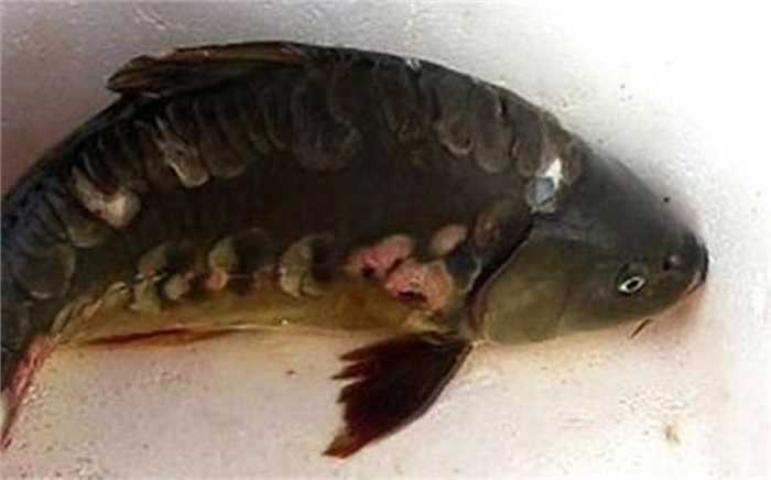 Vụ việc cá chép 'ma' quái dị. Người dân Hà Nội từng được phen náo loạn vì xuất hiện cá chép không vẩy, hoặc chỉ có lốm đốm vài cái vẩy ở Hồ Tây. Mình cá loang lổ, nhiều màu sắc, trông rất sợ. Nhưng sự thực đó là loài chép lai giữa chép Việt Nam và chép Hungary. Ảnh: An Ninh Thủ Đô.