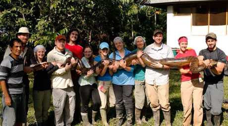 Kích thước khủng khiếp của loài rắn Anaconda 