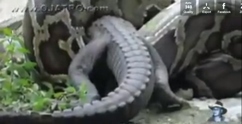 Giống như các loài rắn khác, rắn anaconda có thể nuốt chửng một con mồi khổng lồ lớn hơn nó nhiều lần 