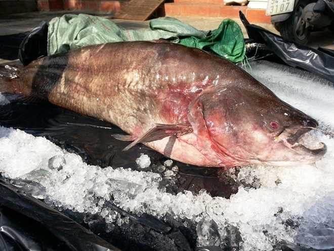 Bắt được cá leo khổng lồ dài 1,7 m ở miền Tây