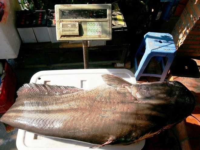 Bắt được cá leo khổng lồ dài 1,7 m ở miền Tây