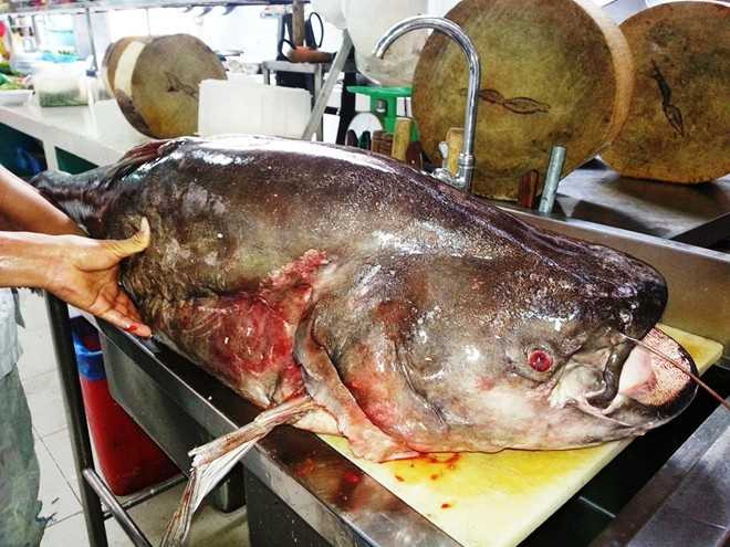 Bắt được cá leo khổng lồ dài 1,7 m ở miền Tây