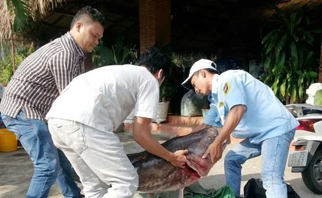 Bắt được cá leo khổng lồ dài 1,7 m ở miền Tây