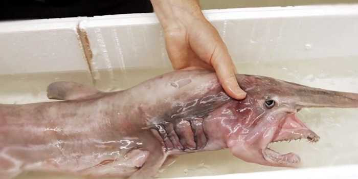 Theo các nhà nghiên cứu, thông tin về loài cá mập yêu tinh chưa được biết đến nhiều do loài này sống gần đáy biển ở độ sâu tới hơn 900m, hiếm khi bắt gặp được.