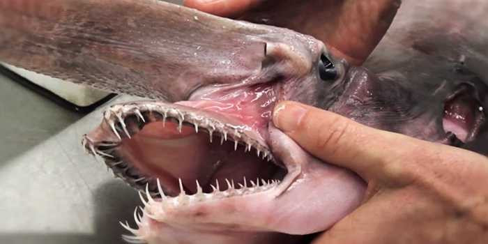 Cơ thể loài cá mập này chủ yếu là màu hồng, nó có vây xám xanh. Loài này vốn được xem là 'khủng long sống' vì là loài duy nhất còn sống sót trong họ cá mập Mitsukurinidae xuất hiện cách đây 125 triệu năm.