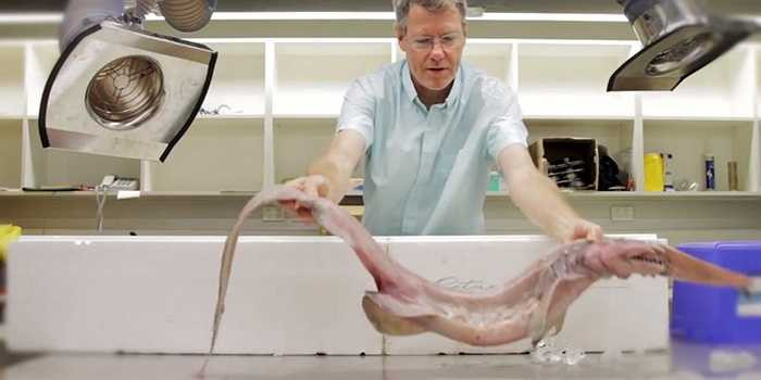 Mẫu vật được xác định là một con cá mập yêu tinh đực chưa trưởng thành, chiều dài đo được là 1,26m.