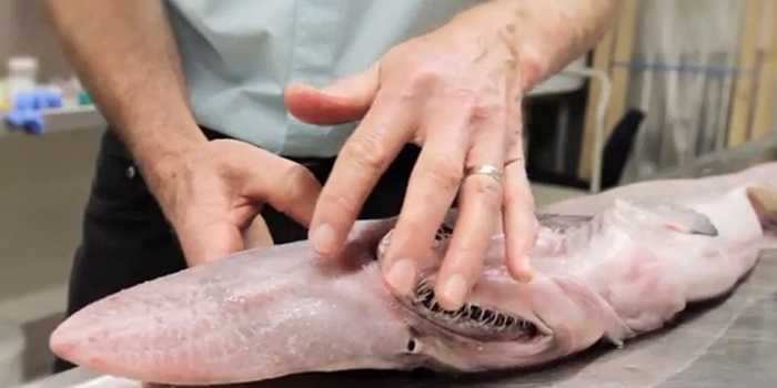 Phía dưới mõm con cá mập được bao phủ bởi các lỗ chân lông, giúp con vật phát hiện ra các xung điện từ phát ra từ các con mồi của nó như cá, cua, mực, tôm.