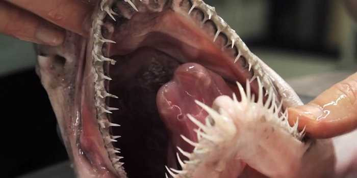 Khi con cá mập phát hiện ra xung điện, nó sẽ đẩy hàm về phía trước để đâm con mồi. Cá mập yêu tinh có hàm răng sắc nhọn dùng để đâm con mồi và nuốt trọn. 