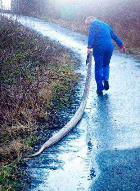 Một nhân viên đang mang xác của nó ra khỏi khu vực kênh