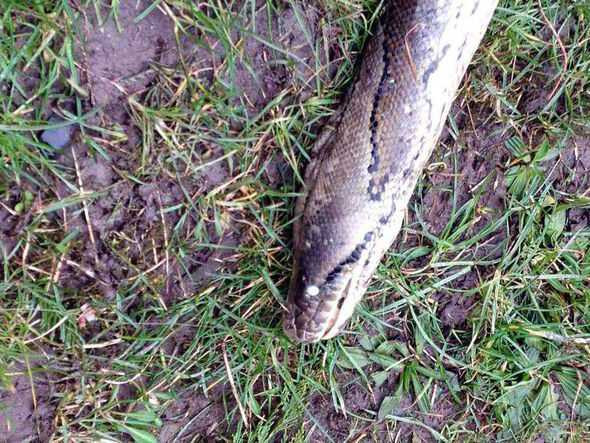 Hiện vẫn chưa có câu trả lời về nguồn gốc của con mãng xà này